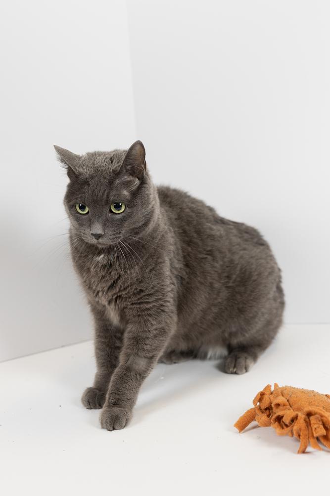 Leela, a ADOPTABLE mixed breed in Blair, NE image 2/2