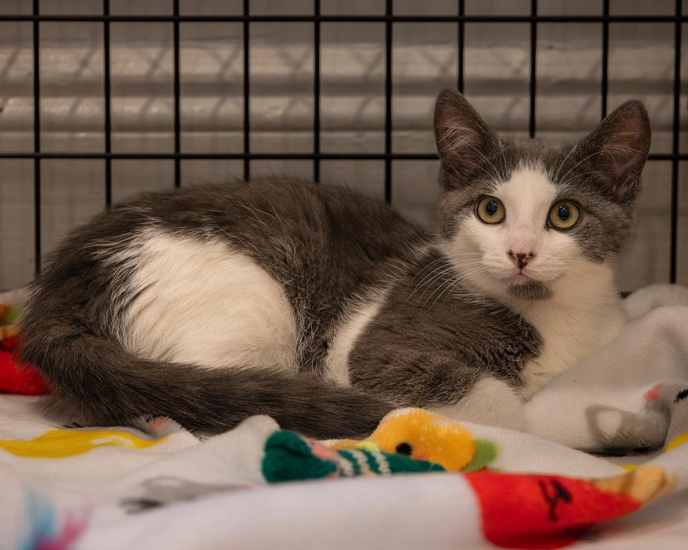 Enlarge Dexi, a Adoptable mixed breed in Oradell, NJ image 2/2