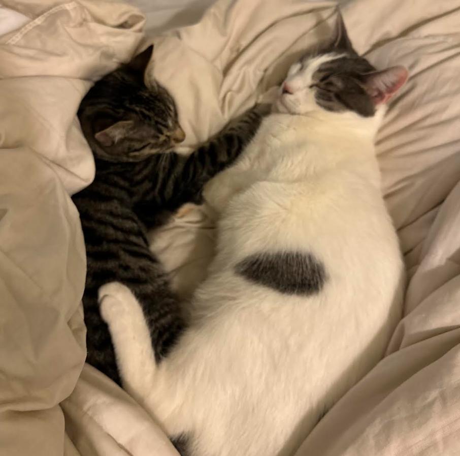 Enlarge River, a Adoptable Domestic Short Hair in Davis, CA image 4/6