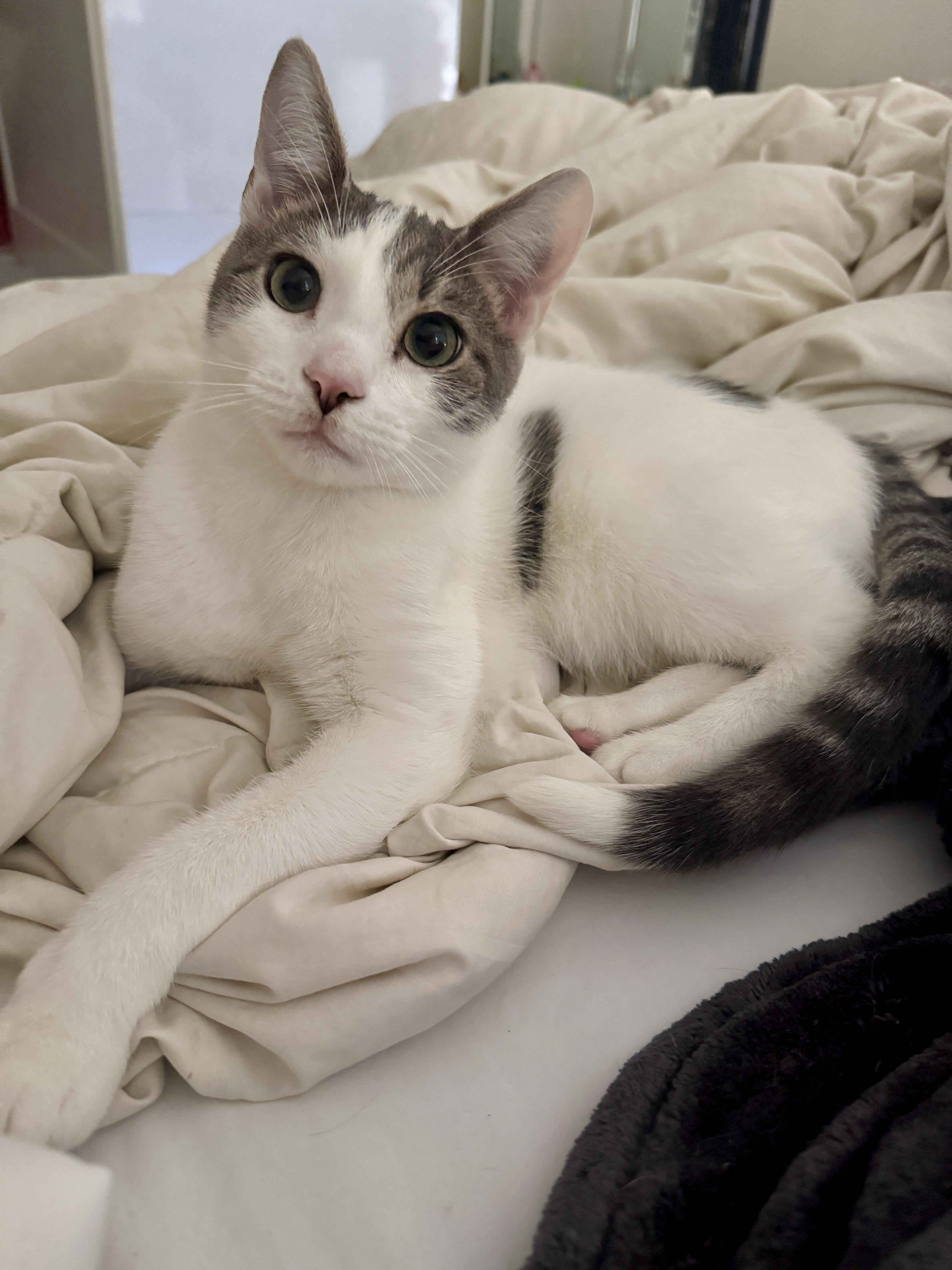 River, Adoptable, Kitten Male Domestic Short Hair.