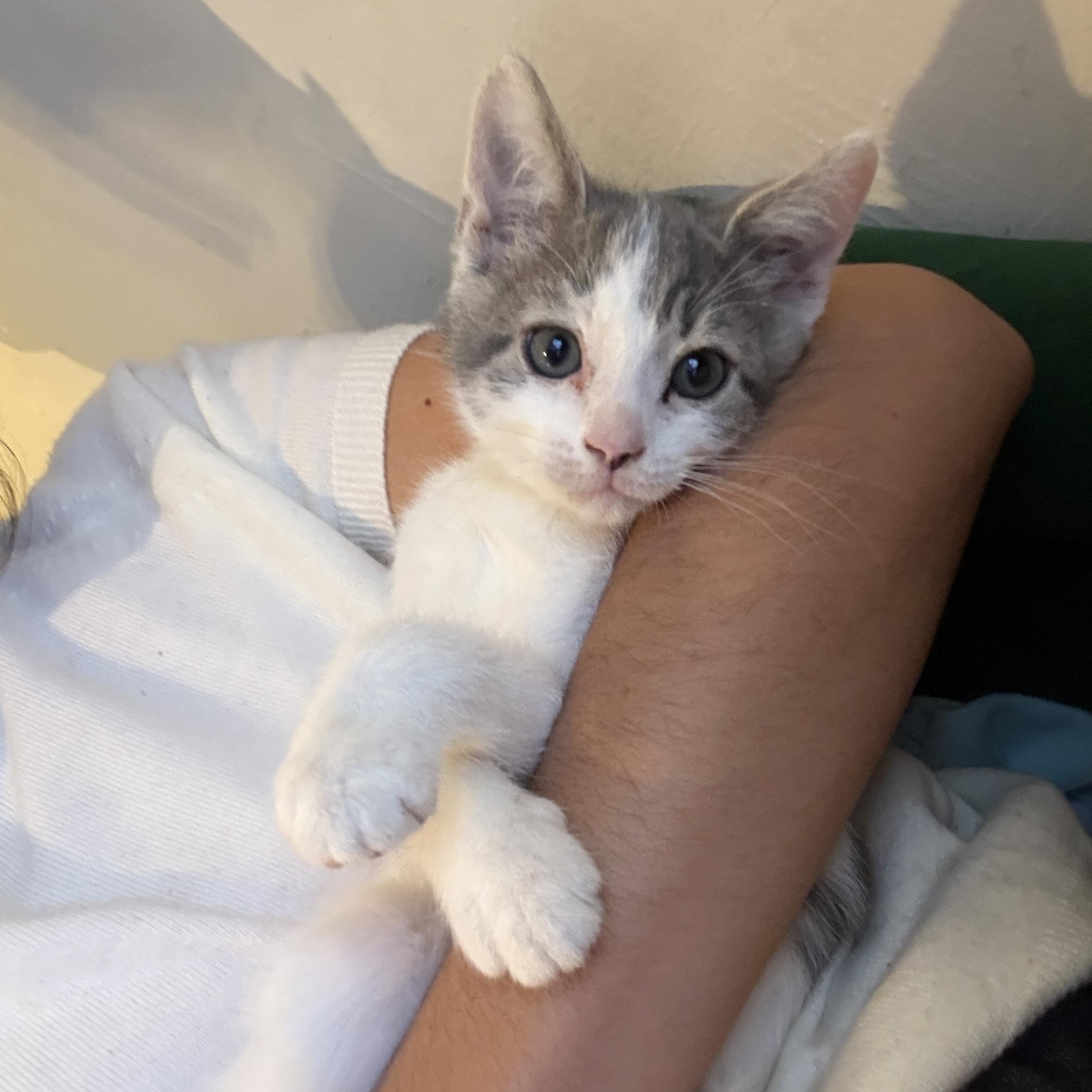 River, a Adoptable Domestic Short Hair in Davis, CA image 3/6