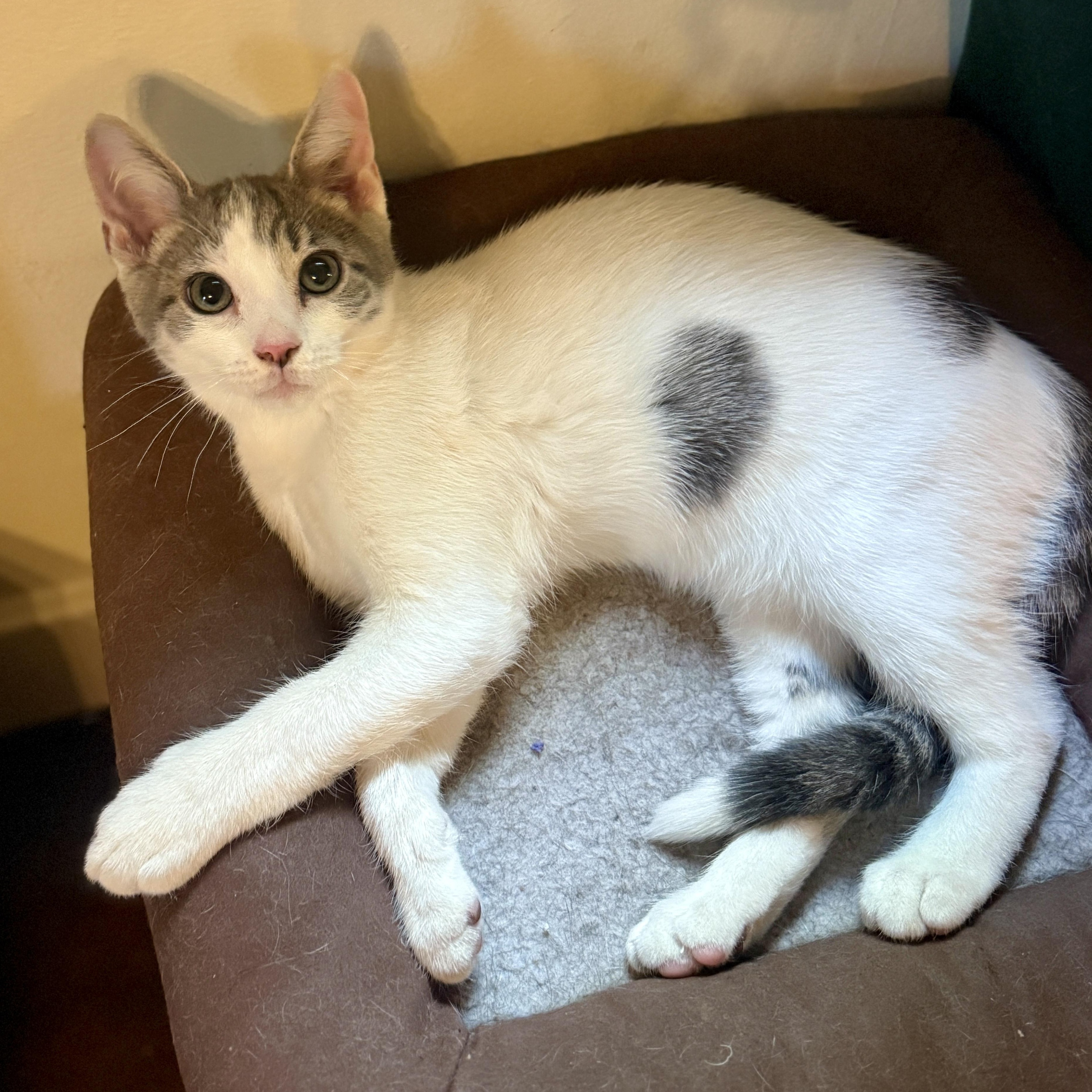 River, a Adoptable Domestic Short Hair in Davis, CA image 5/6