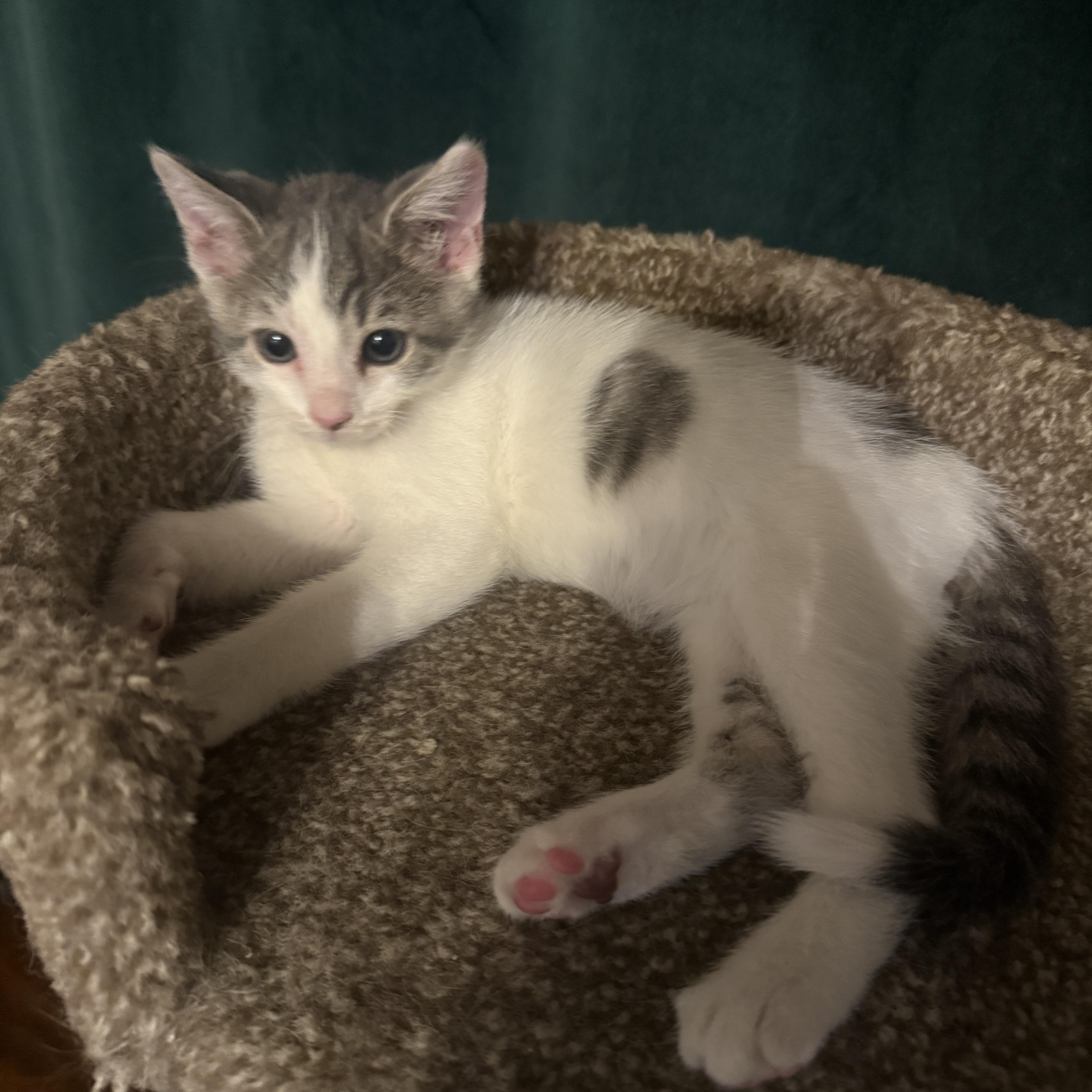 River, a Adoptable Domestic Short Hair in Davis, CA image 6/6