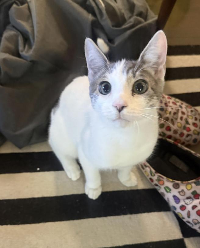 River, a Adoptable Domestic Short Hair in Davis, CA image 2/6