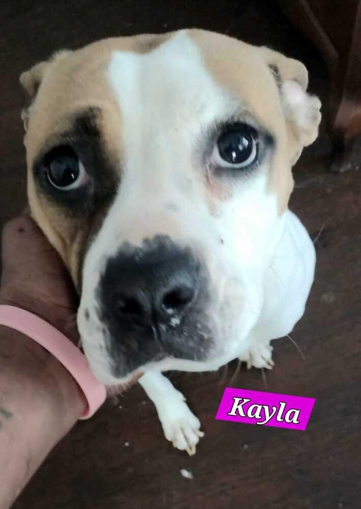 Enlarge Kayla, a Adoptable mixed breed in Jessup, MD image 1/6