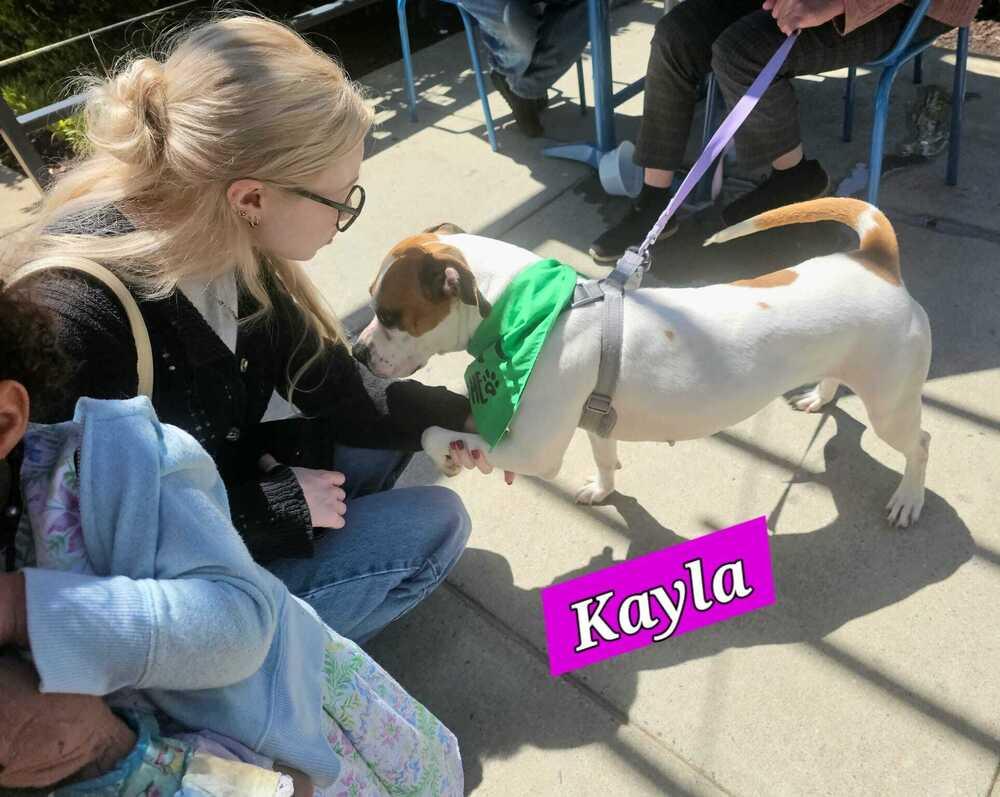 Enlarge Kayla, a Adoptable mixed breed in Jessup, MD image 2/6