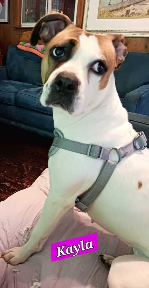Enlarge Kayla, a Adoptable mixed breed in Jessup, MD image 3/6
