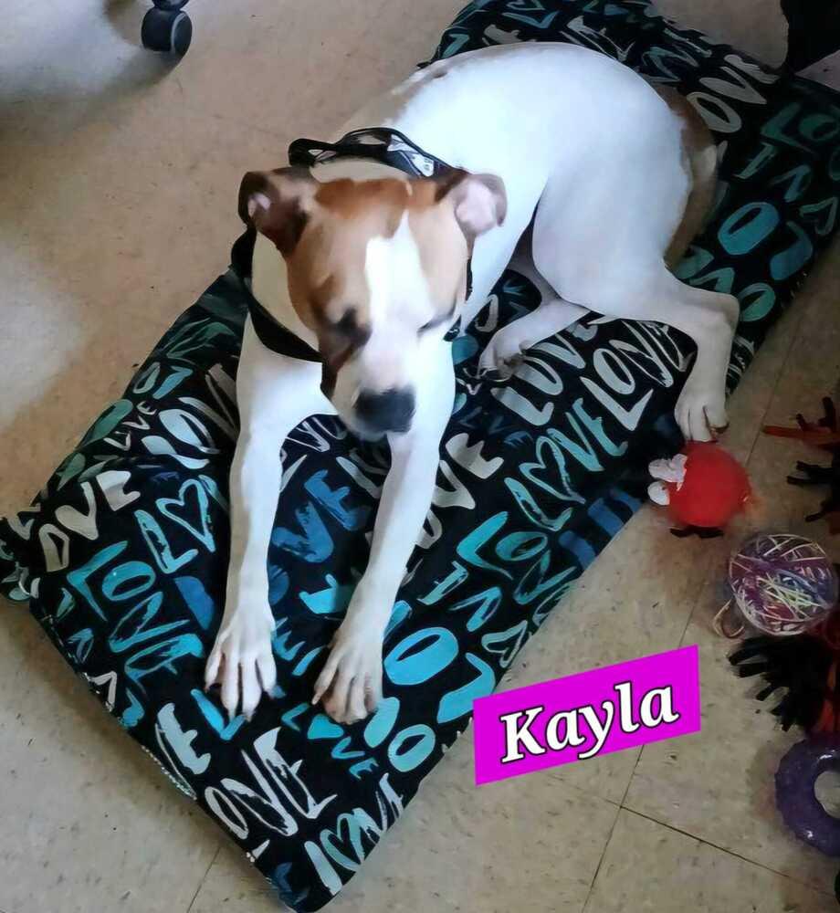 Enlarge Kayla, a Adoptable mixed breed in Jessup, MD image 4/6