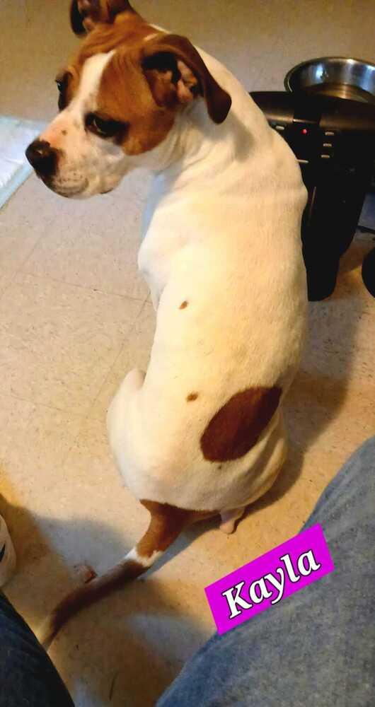 Enlarge Kayla, a Adoptable mixed breed in Jessup, MD image 5/6
