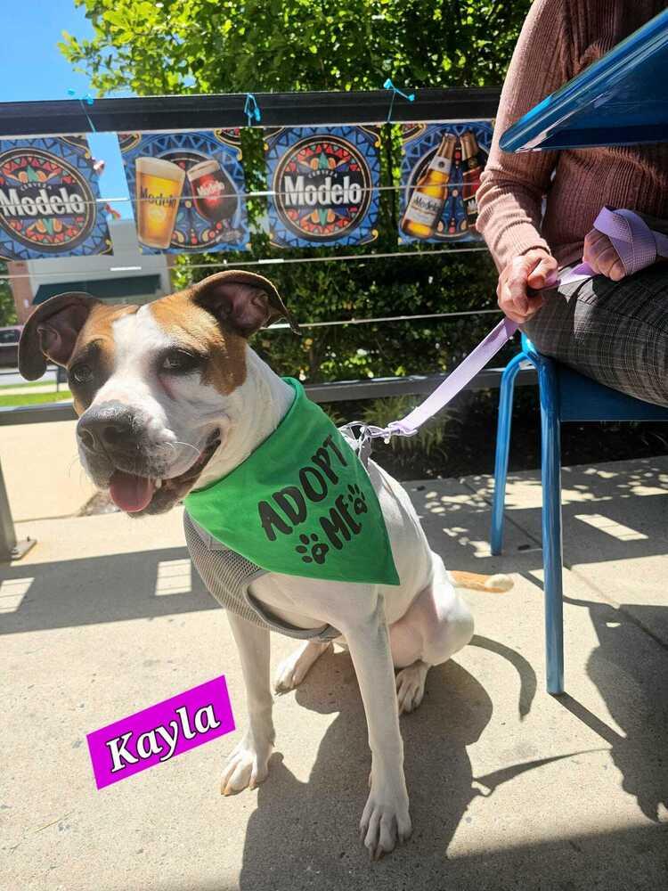 Enlarge Kayla, a Adoptable mixed breed in Jessup, MD image 6/6