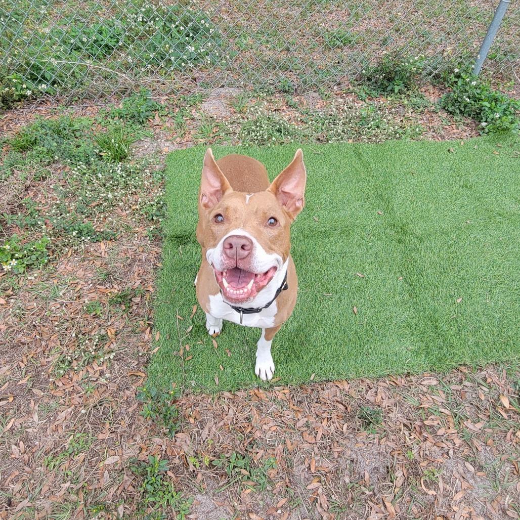 Enlarge Jules, a Adoptable Pit Bull Terrier in Lake Panasoffkee, FL image 1/6
