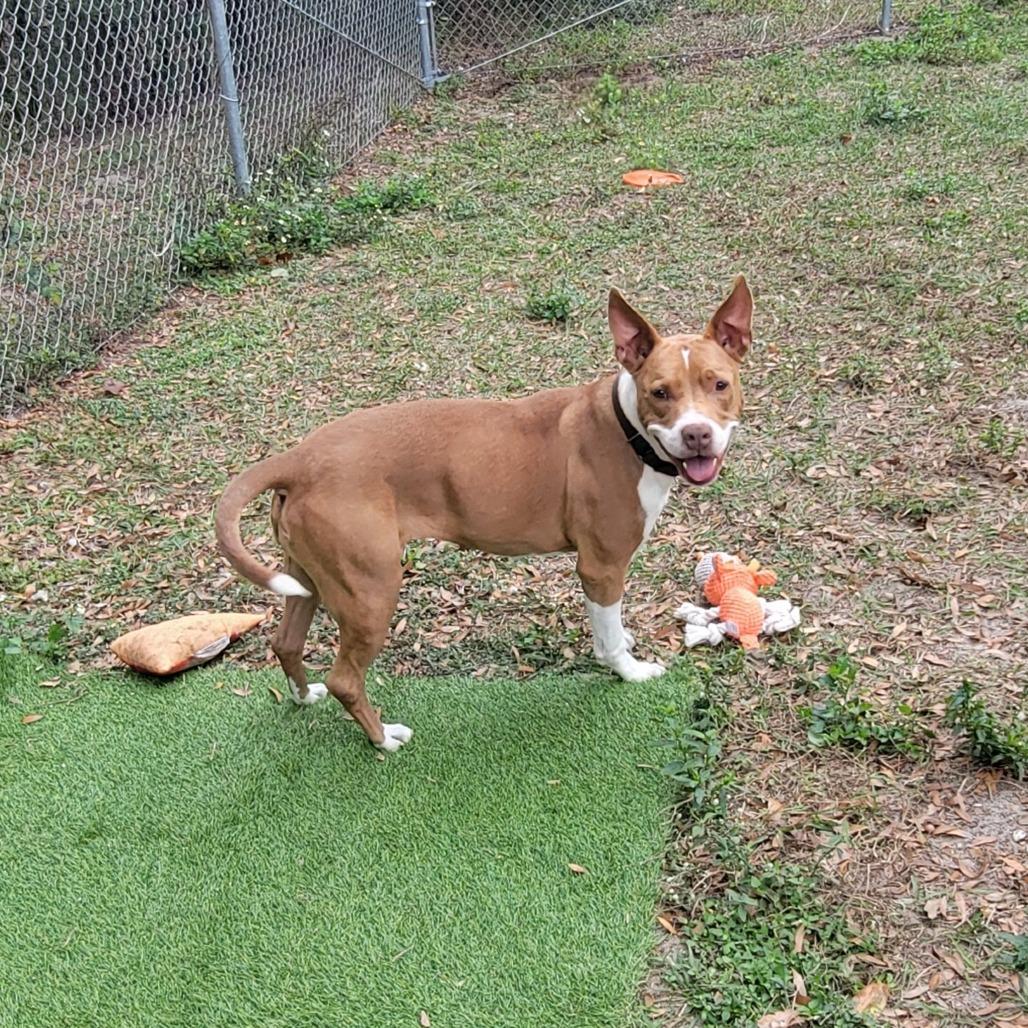 Enlarge Jules, a Adoptable Pit Bull Terrier in Lake Panasoffkee, FL image 2/6