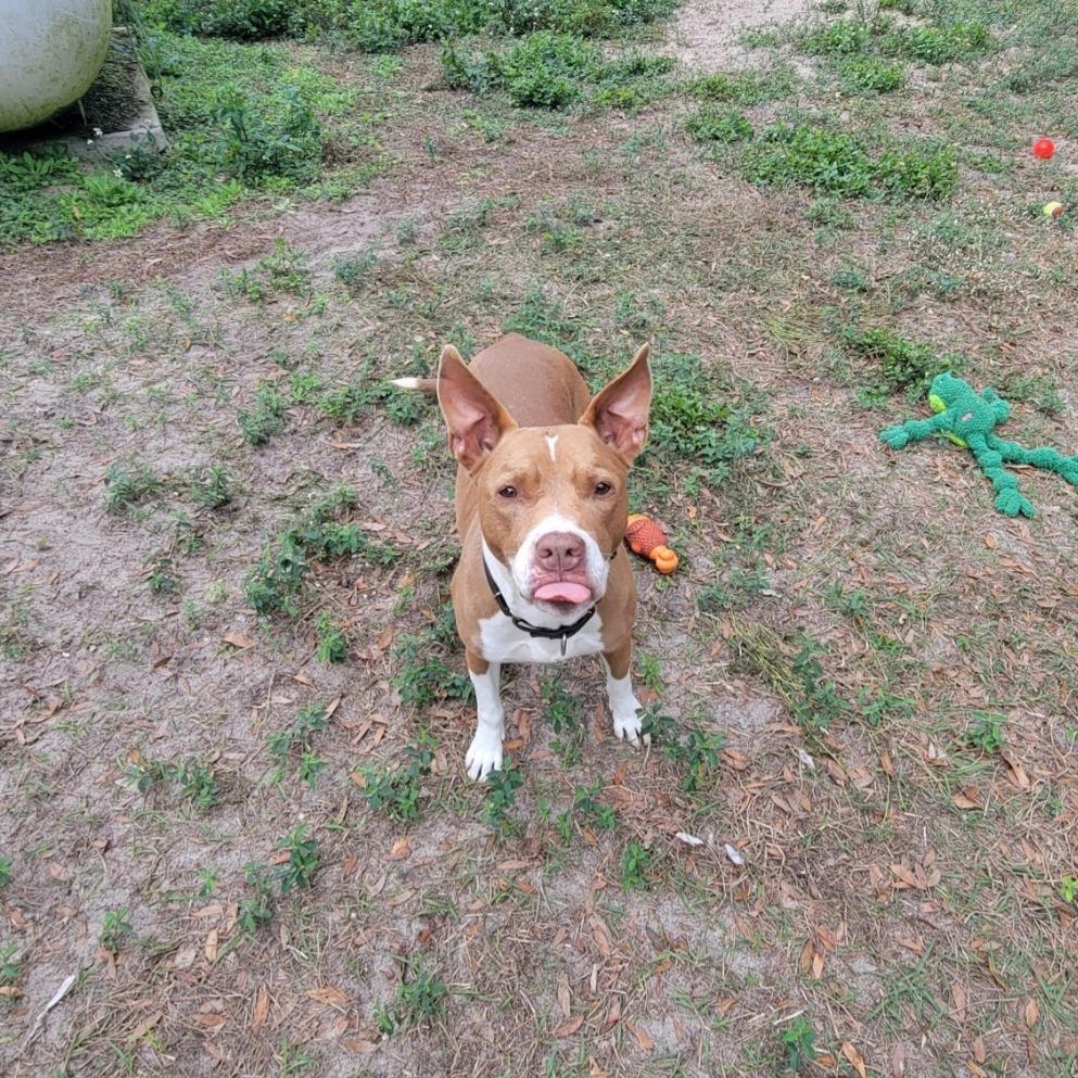 Enlarge Jules, a Adoptable Pit Bull Terrier in Lake Panasoffkee, FL image 3/6