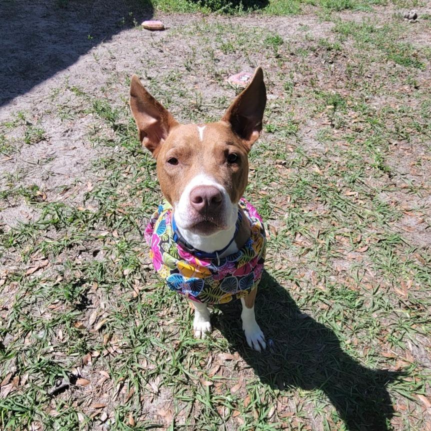 Enlarge Jules, a Adoptable Pit Bull Terrier in Lake Panasoffkee, FL image 4/6