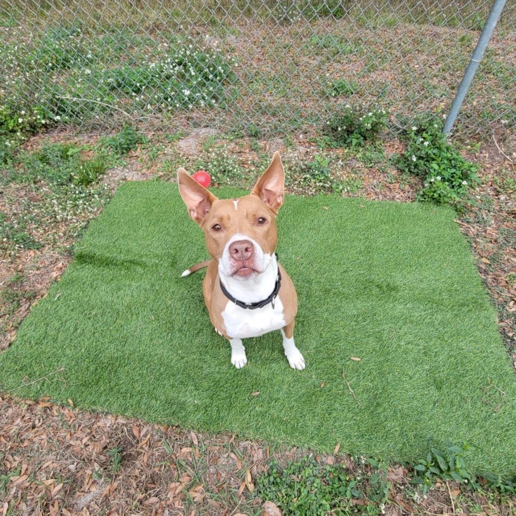 Enlarge Jules, a Adoptable Pit Bull Terrier in Lake Panasoffkee, FL image 5/6