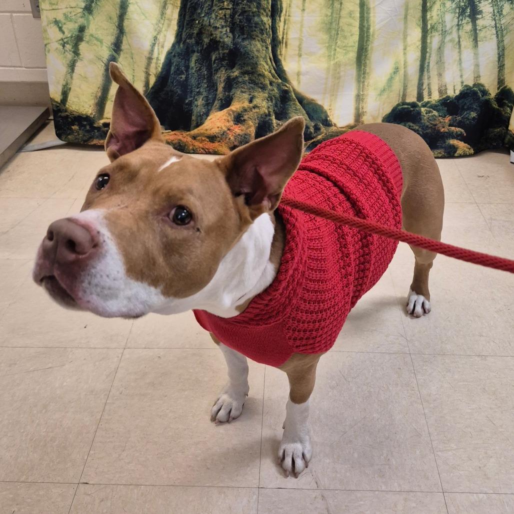 Enlarge Jules, a Adoptable Pit Bull Terrier in Lake Panasoffkee, FL image 6/6