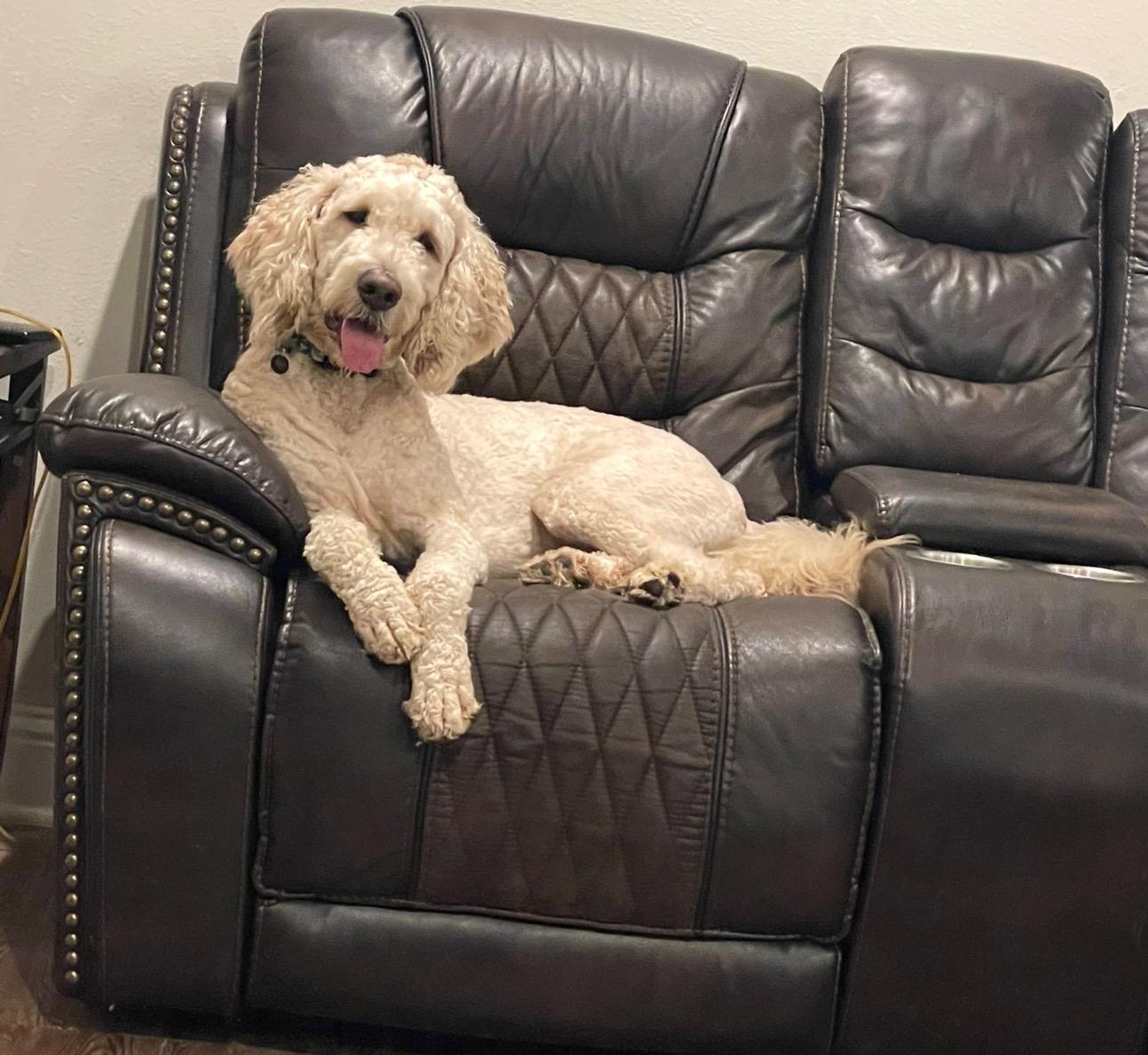 Biscuit, an adoptable Labradoodle, Goldendoodle in Calera, AL, 35040 | Photo Image 3