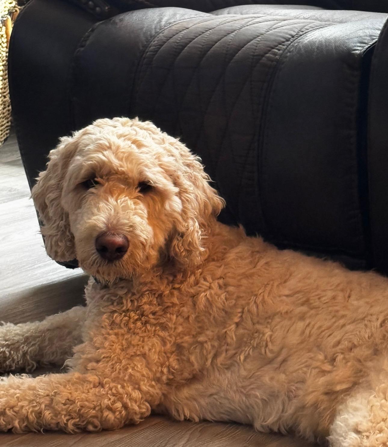 Biscuit, an adoptable Labradoodle, Goldendoodle in Calera, AL, 35040 | Photo Image 4