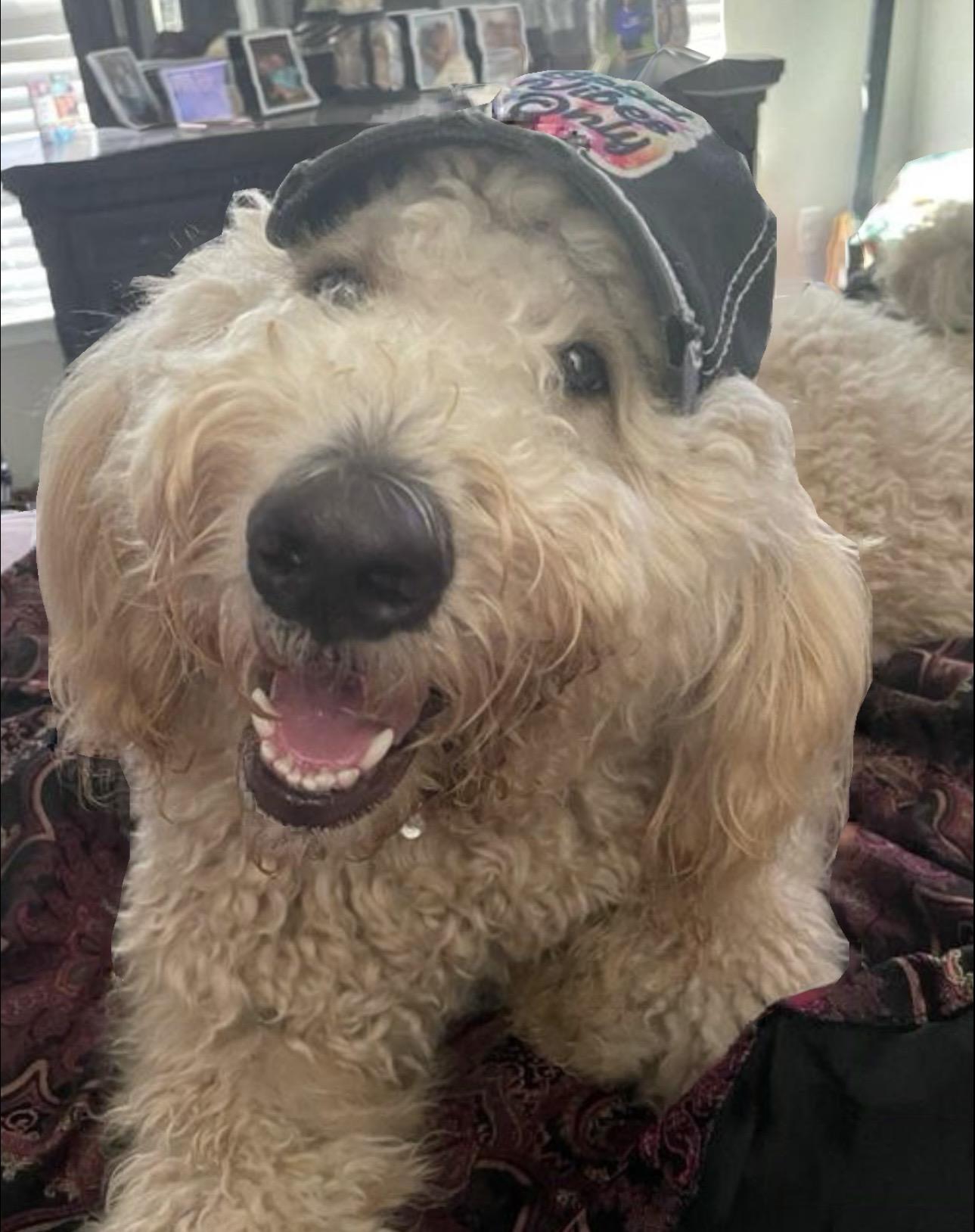 Biscuit, an adoptable Labradoodle, Goldendoodle in Calera, AL, 35040 | Photo Image 5
