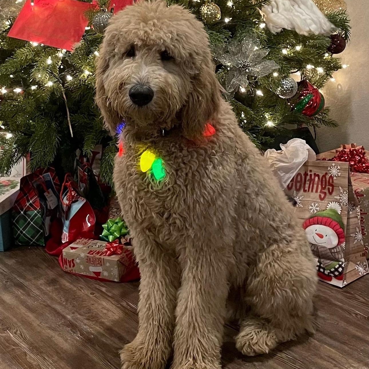 Biscuit, an adoptable Labradoodle, Goldendoodle in Calera, AL, 35040 | Photo Image 1