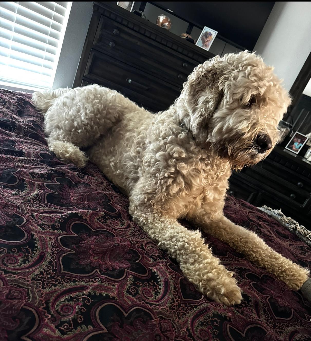 Biscuit, an adoptable Labradoodle, Goldendoodle in Calera, AL, 35040 | Photo Image 6