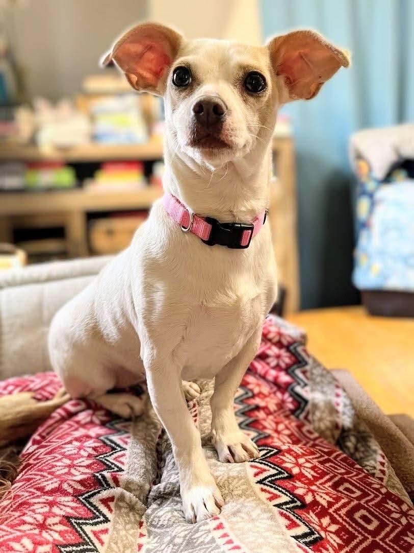 Enlarge Maci Mae , a ADOPTABLE mixed breed in Sawyer, ND image 2/6