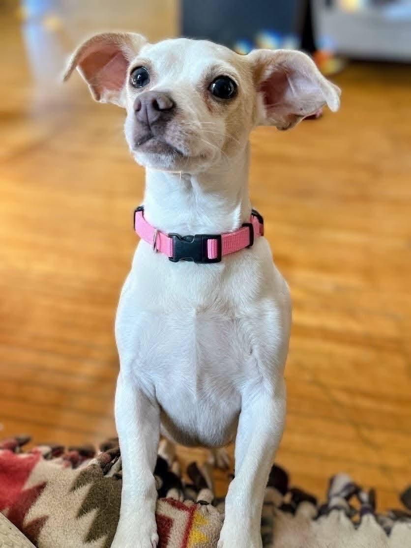 Enlarge Maci Mae , a ADOPTABLE mixed breed in Sawyer, ND image 3/6