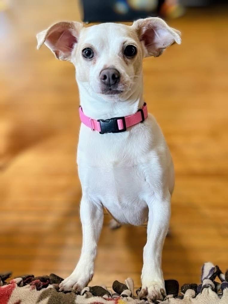 Enlarge Maci Mae , a ADOPTABLE mixed breed in Sawyer, ND image 1/6