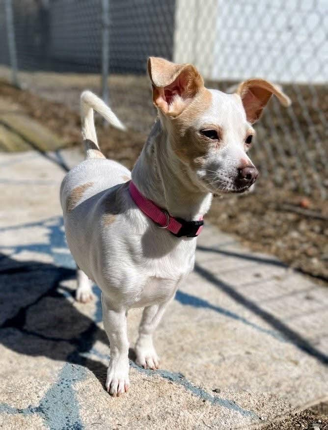 Enlarge Maci Mae , a ADOPTABLE mixed breed in Sawyer, ND image 5/6