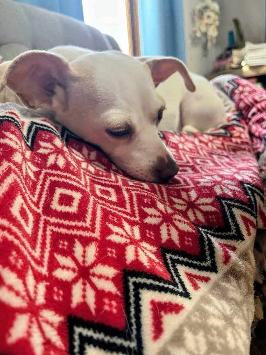 Enlarge Maci Mae , a ADOPTABLE mixed breed in Sawyer, ND image 4/6