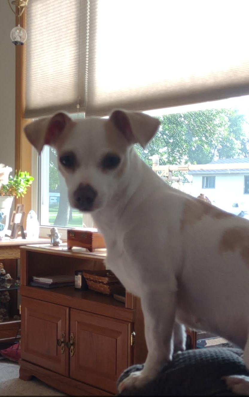 Enlarge Maci Mae , a ADOPTABLE mixed breed in Sawyer, ND image 6/6