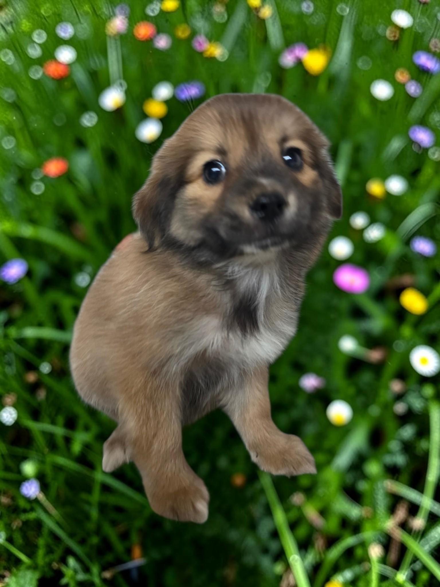 Luke, Adopted, Puppy Male Chihuahua & Spaniel.