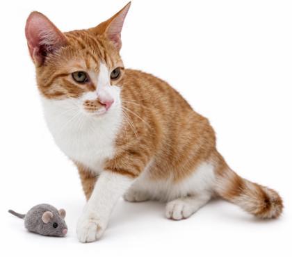 Blaze, Adoptable, Young Male Domestic Short Hair & Domestic Short Hair.