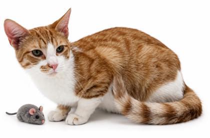 Enlarge Blaze, a Adoptable mixed breed in Bowling Green, KY image 3/3