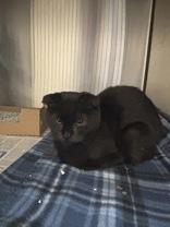 Oxford, adopted, Young Male Scottish Fold.