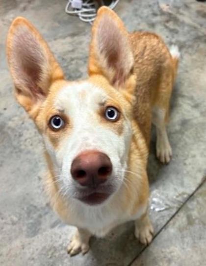 Enlarge Gravy Boat, a Adoptable mixed breed in Lampasas, TX image 1/3