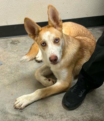Enlarge Gravy Boat, a Adoptable mixed breed in Lampasas, TX image 2/3