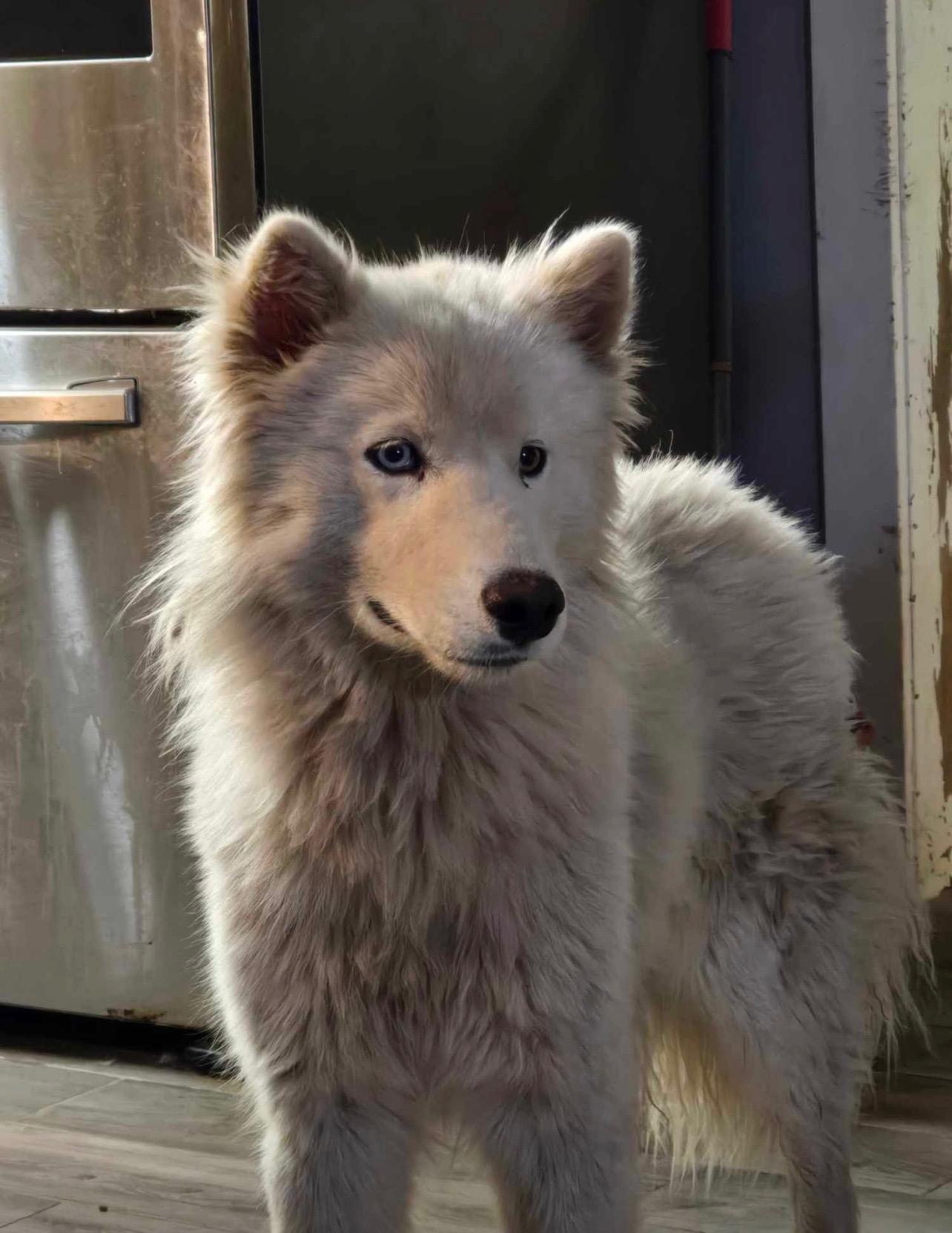 KIZMET, an adoptable Samoyed in Los Angeles, CA, 90019 | Photo Image 1