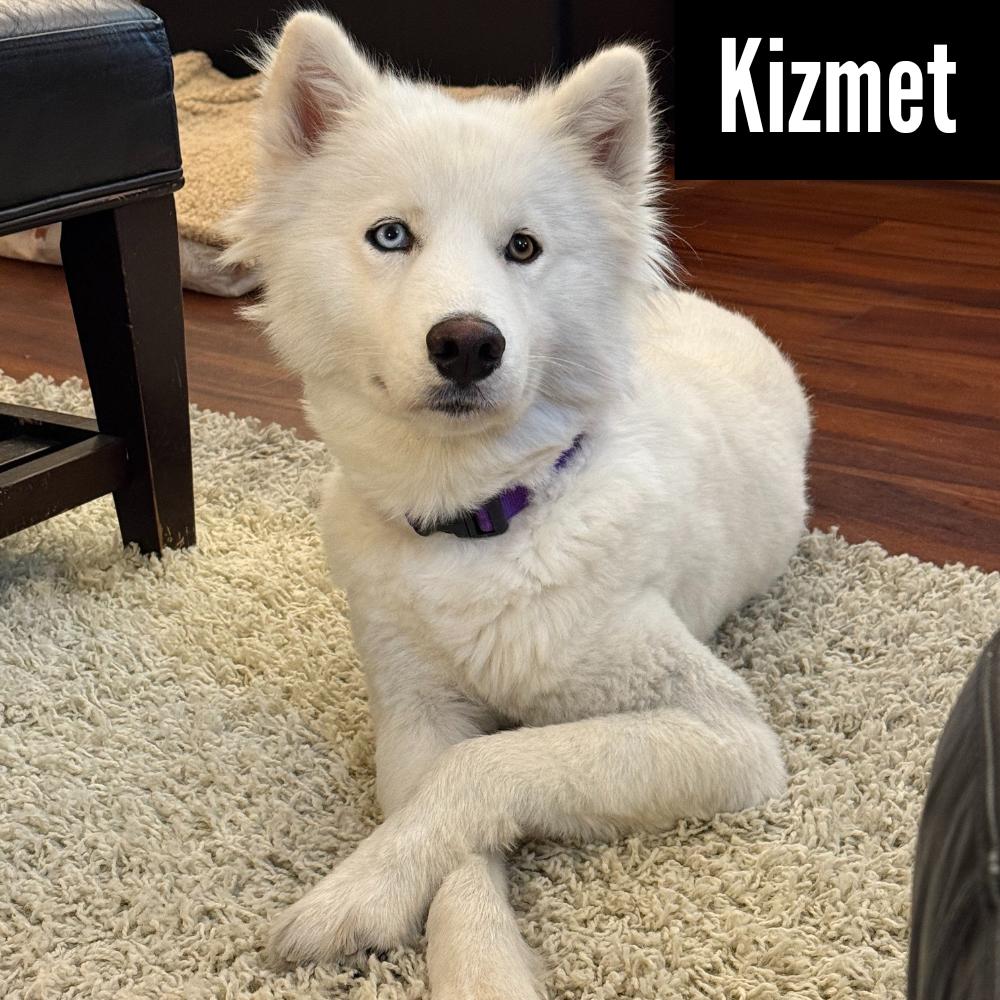 KIZMET, an adoptable Samoyed in Los Angeles, CA, 90019 | Photo Image 1