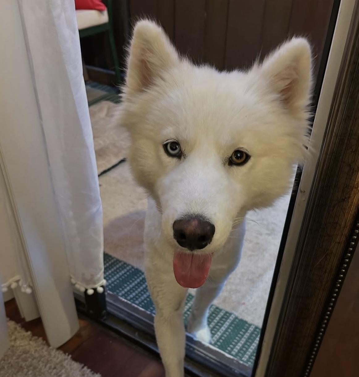 KIZMET, an adoptable Samoyed in Los Angeles, CA, 90019 | Photo Image 4