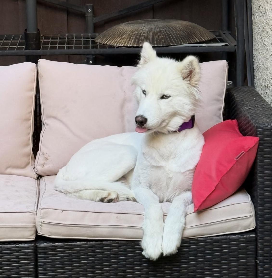 KIZMET, an adoptable Samoyed in Los Angeles, CA, 90019 | Photo Image 3