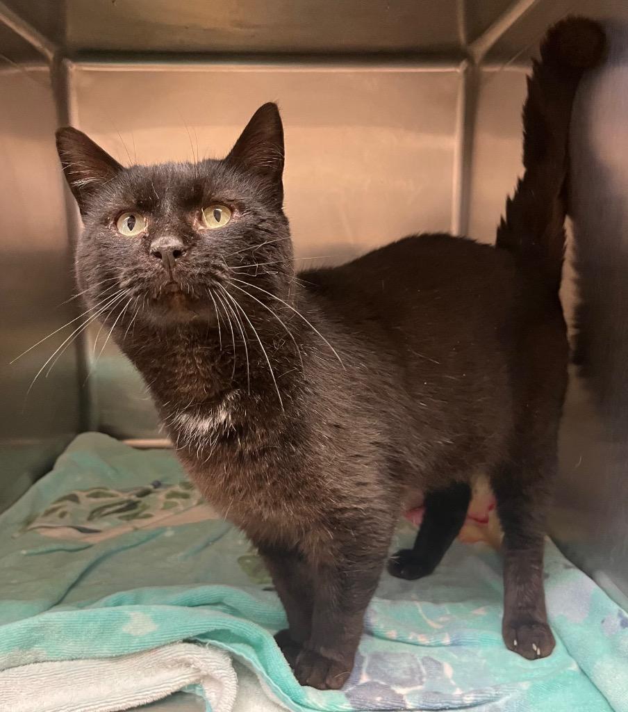 Enlarge His Majesty, a Adoptable mixed breed in Lima, OH image 1/1