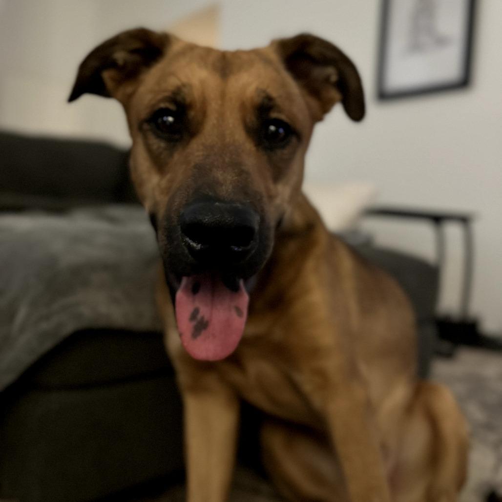 Tank, Adoptable, Adult Male Black Mouth Cur.