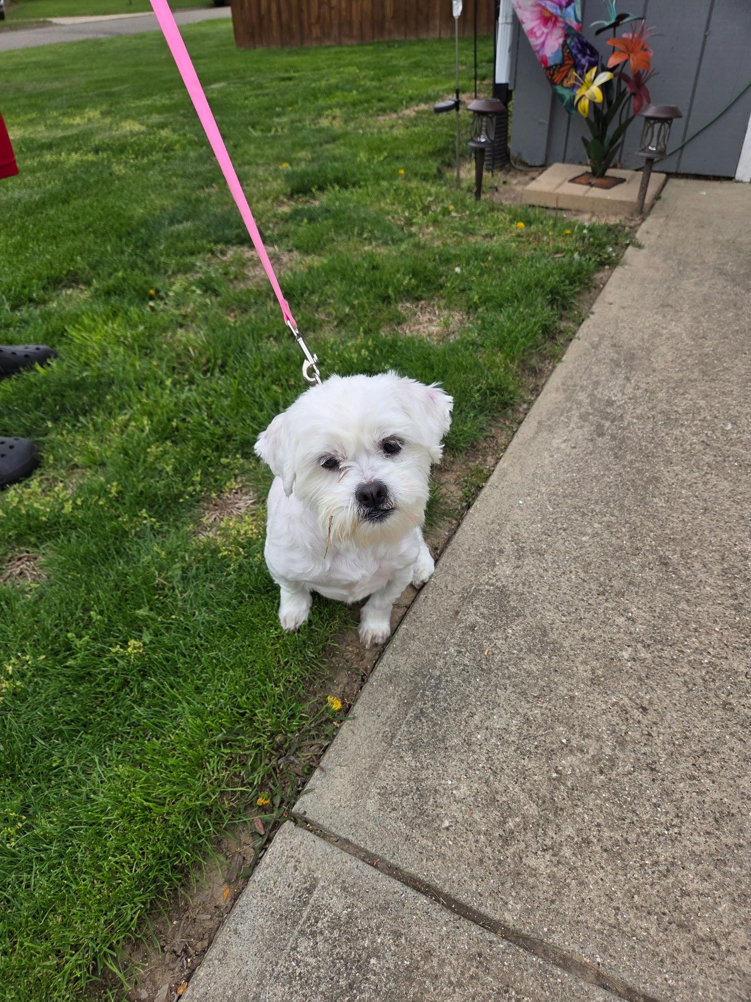 Amy-os, Adoptable, Adult Female Shih Tzu & Maltese.