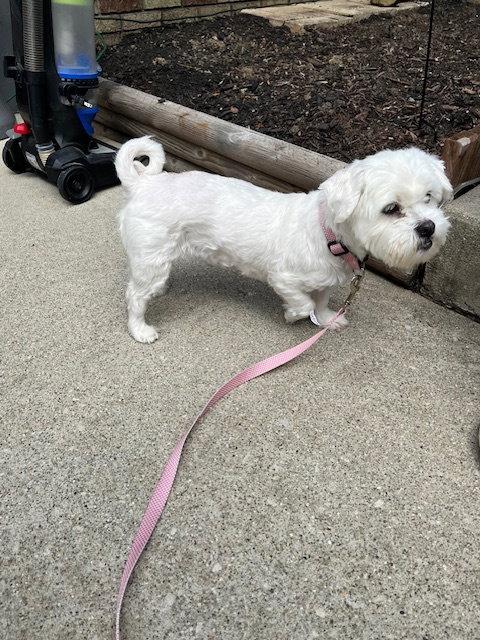 Amy-os, a Adoptable mixed breed in Pataskala, OH image 2/3