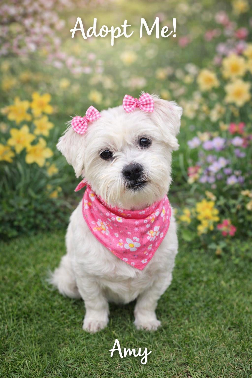 Amy-os, a Adoptable mixed breed in Pataskala, OH image 3/3