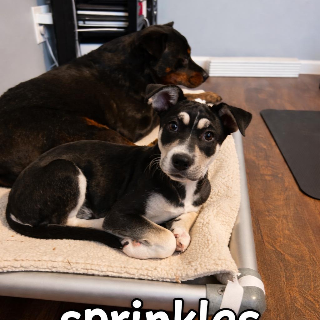 Sprinkles FKA Aespa K Pop — thumbnail 5