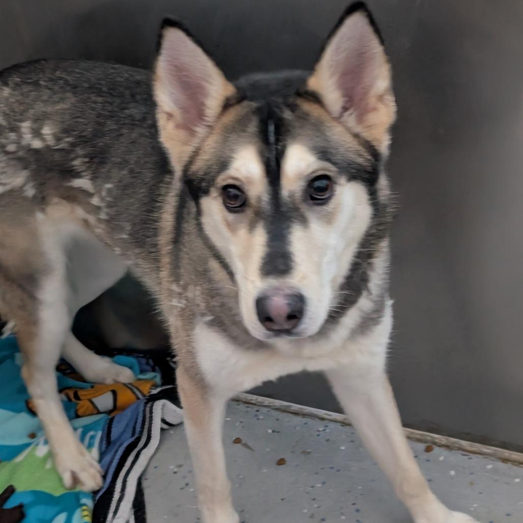 Kira, Adoptable, Adult Female Husky & German Shepherd Dog.