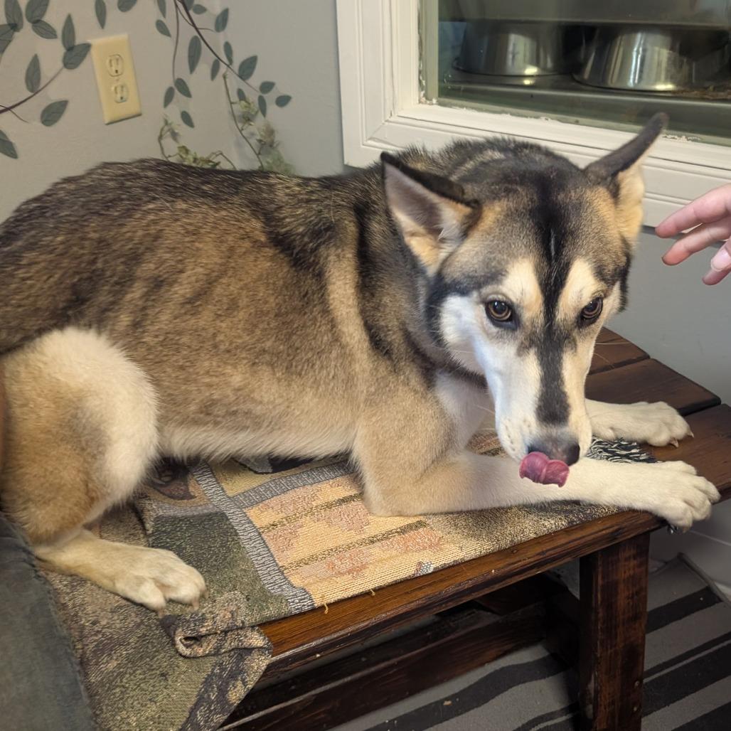Kira, Adoptable, Adult Female Husky & German Shepherd Dog.
