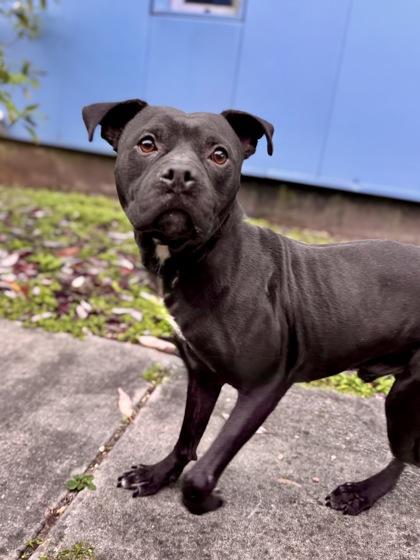 Enlarge Prince (Formerly Snail Underdog NLOL), a Adoptable mixed breed in New Orleans, LA image 1/1